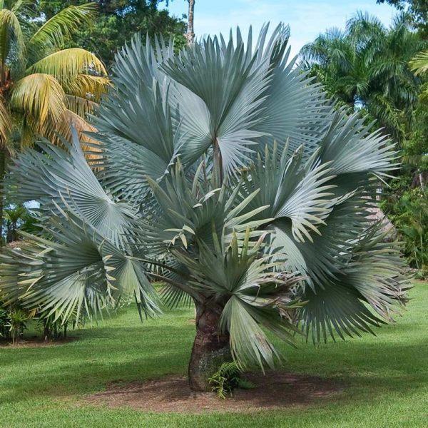Cây Cọ Lùn Pháp Cảnh - cây giống