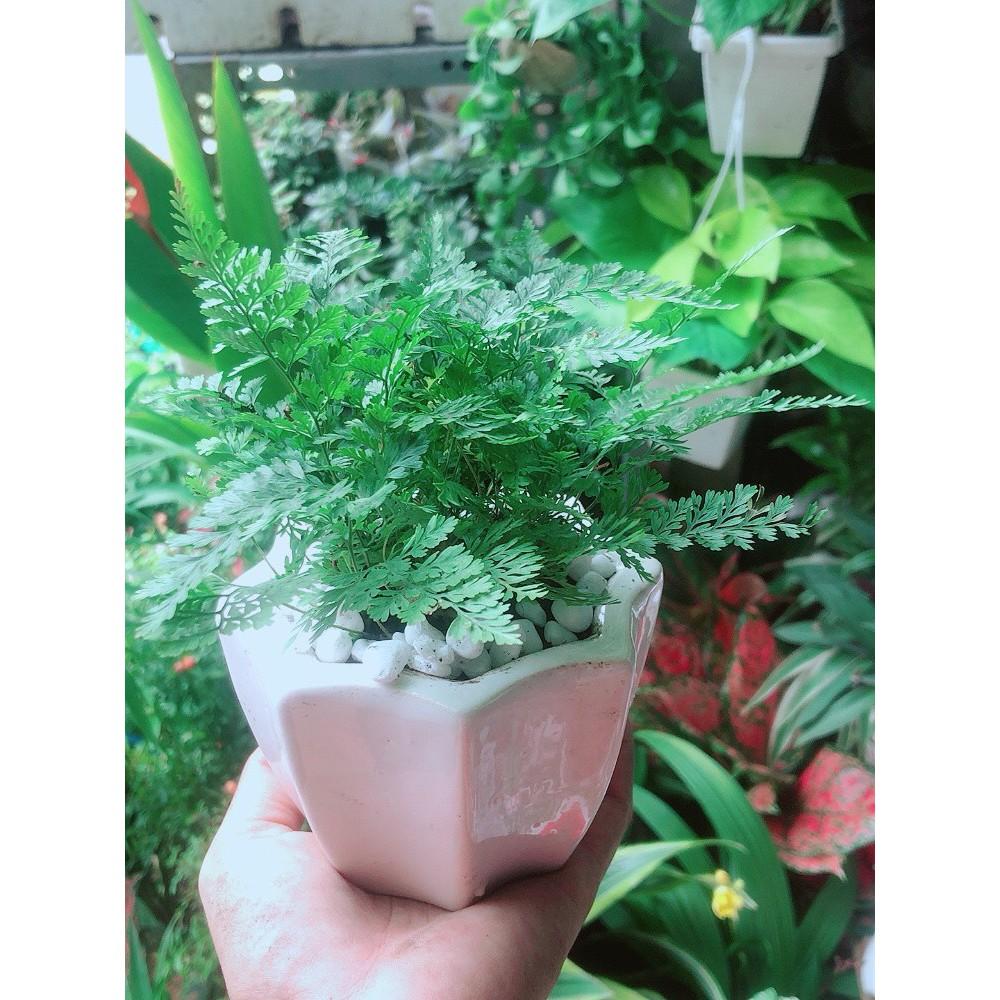 Chậu Cây Dương Sỉ