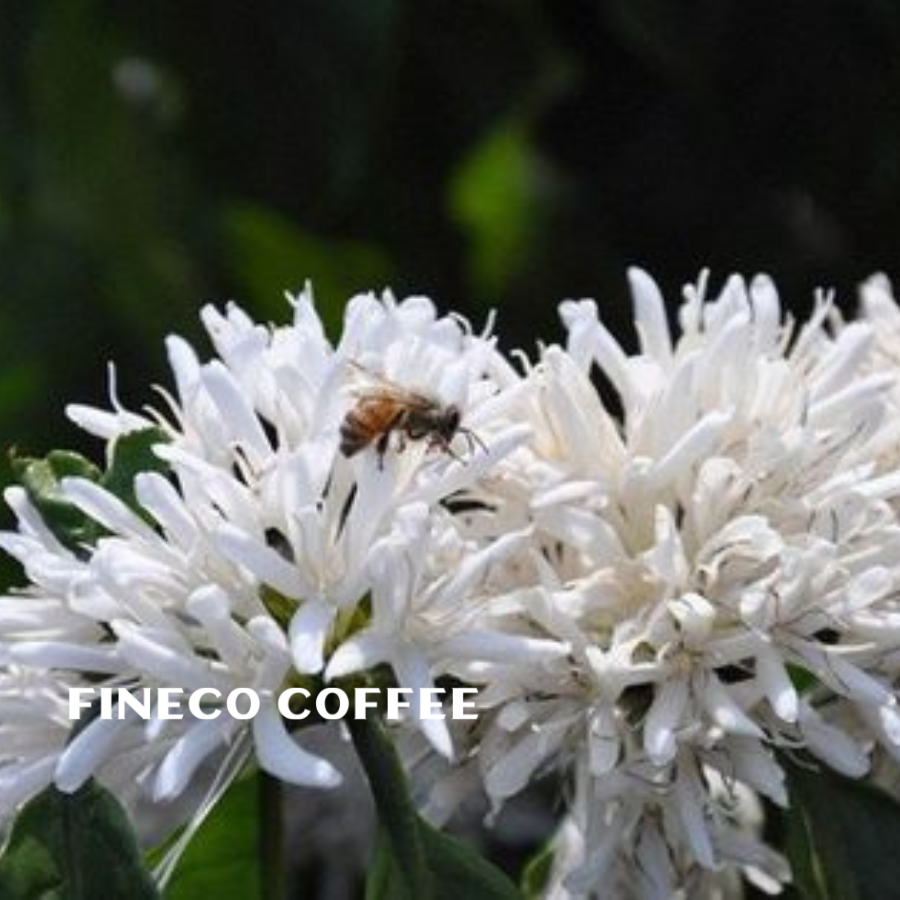 Mật ong hoa cà phê nguyên chất Đắk Lắk, hương vị ngọt ngào của núi rừng Tây Nguyên, Fineco|Hũ thủy tinh 830ml|