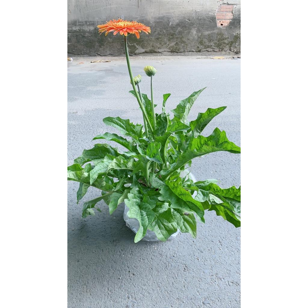 Cây Hoa Đồng Tiền Size Lớn