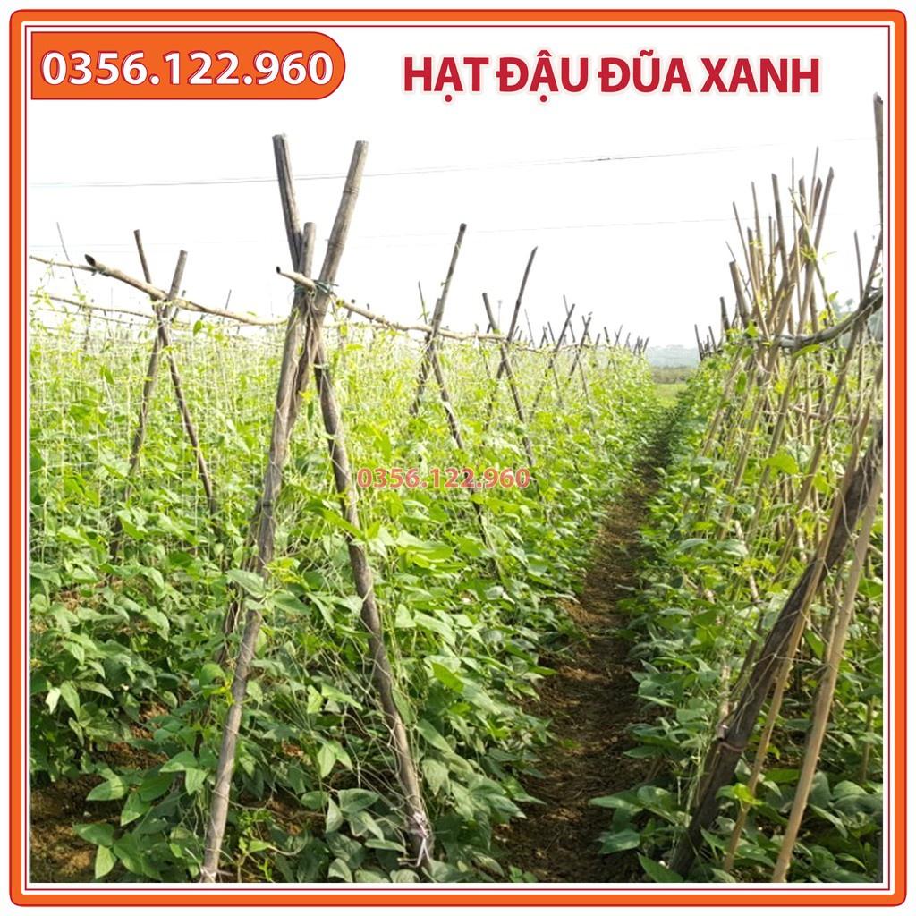 Hạt giống đậu đũa xanh cao sản F1 - gói 20g