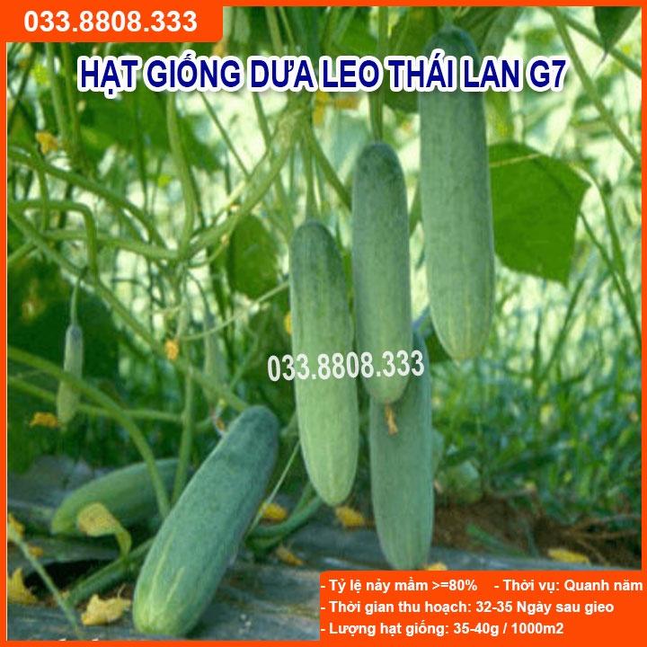 Hạt Giống Dưa Leo G7 F1 gói 1gram - Sai Quả Năng Suất Cao