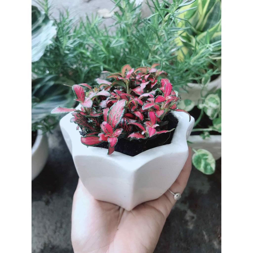 Chậu cây cẩm nhung Bán Chạy