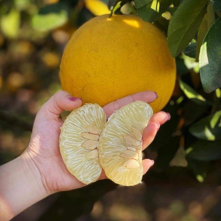 Cây Giống Bưởi Diễn