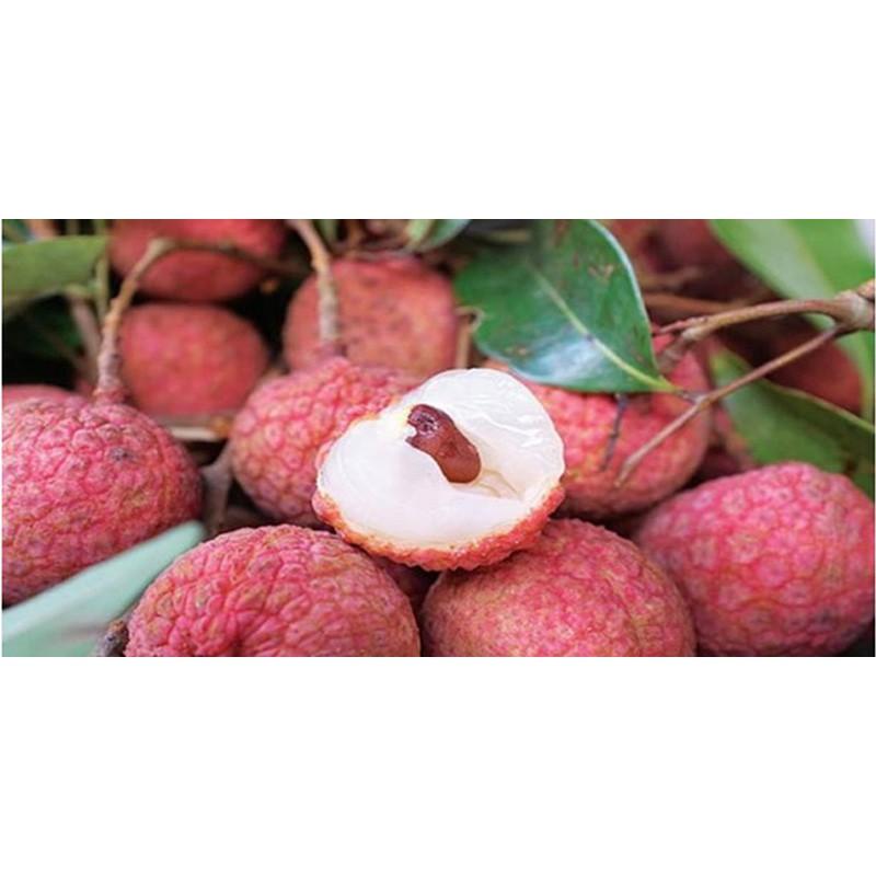 Cây giống VẢI THIỀU CHIẾT Cây giống chuẩn F1 gửi đi nguyên bầu