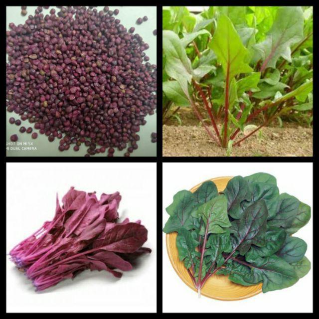 HẠT GIỐNG CẢI BÓ XÔI ĐỎ