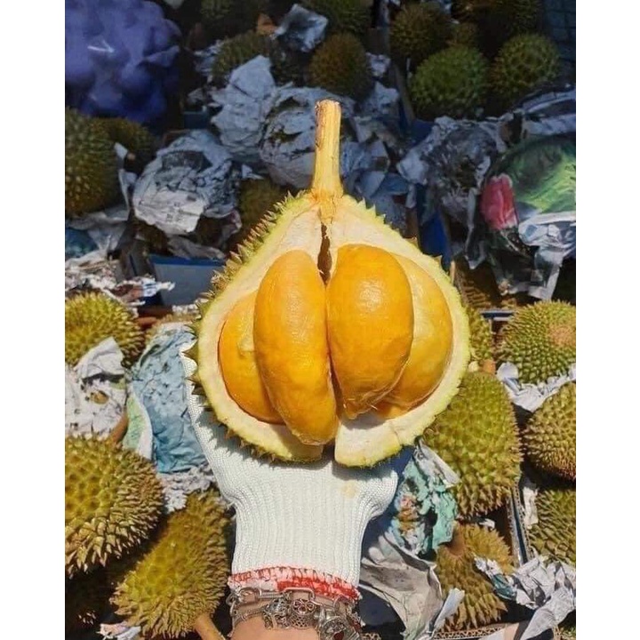 CÂY GIỐNG SẦU RIÊNG ÓC KHỈ