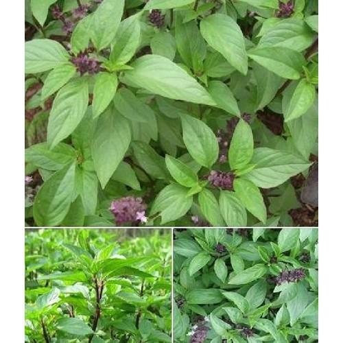 Hạt Giống Rau Húng Quế - 1 gói 2gr