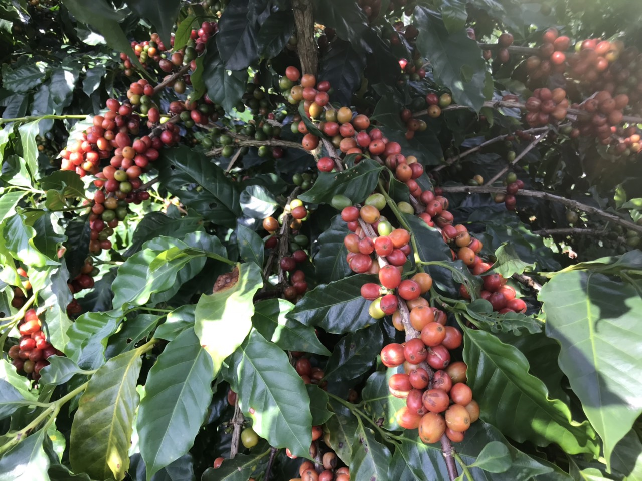 Cà Phê Nguyên Chất Baka - Moka