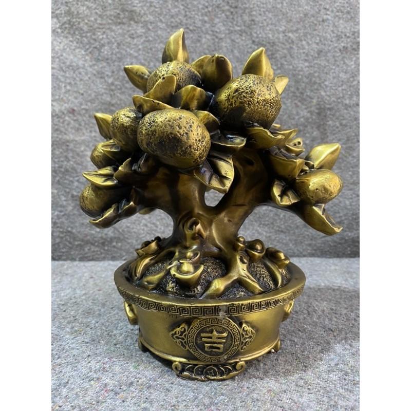 Cây quất kim tiền