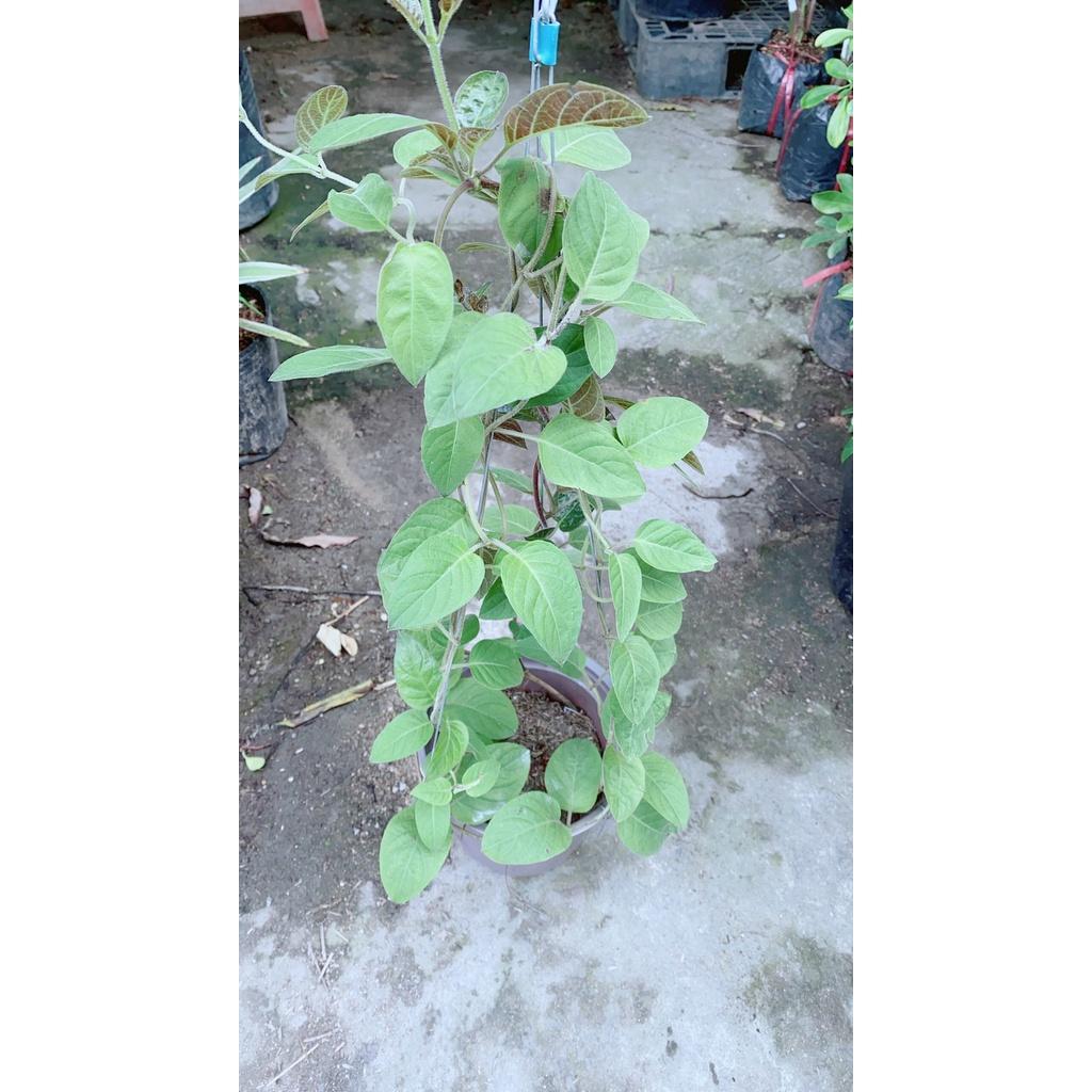 03 Cây Giống Lá Mơ Lông Gia Vị 981SP