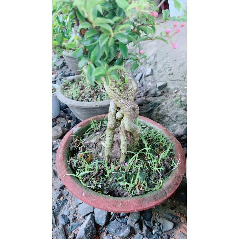 Hồng Ngọc Mai Bonsai Gốc 4-5cm