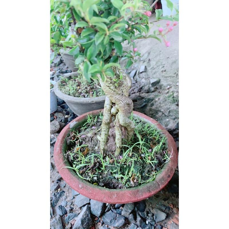 Hình ảnh Hồng Ngọc Mai Bonsai Gốc 4-5cm