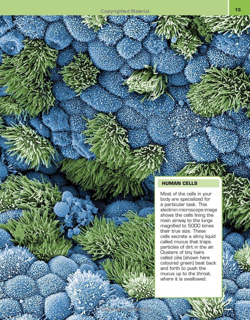 Sách ngoại văn: It Can't Be True! Human Body! : 1,000 Amazing Facts About You