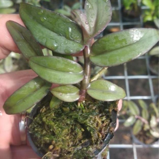 Sản Phẩm Hoa Lan Giả Hạc Châu Như Bệt F2