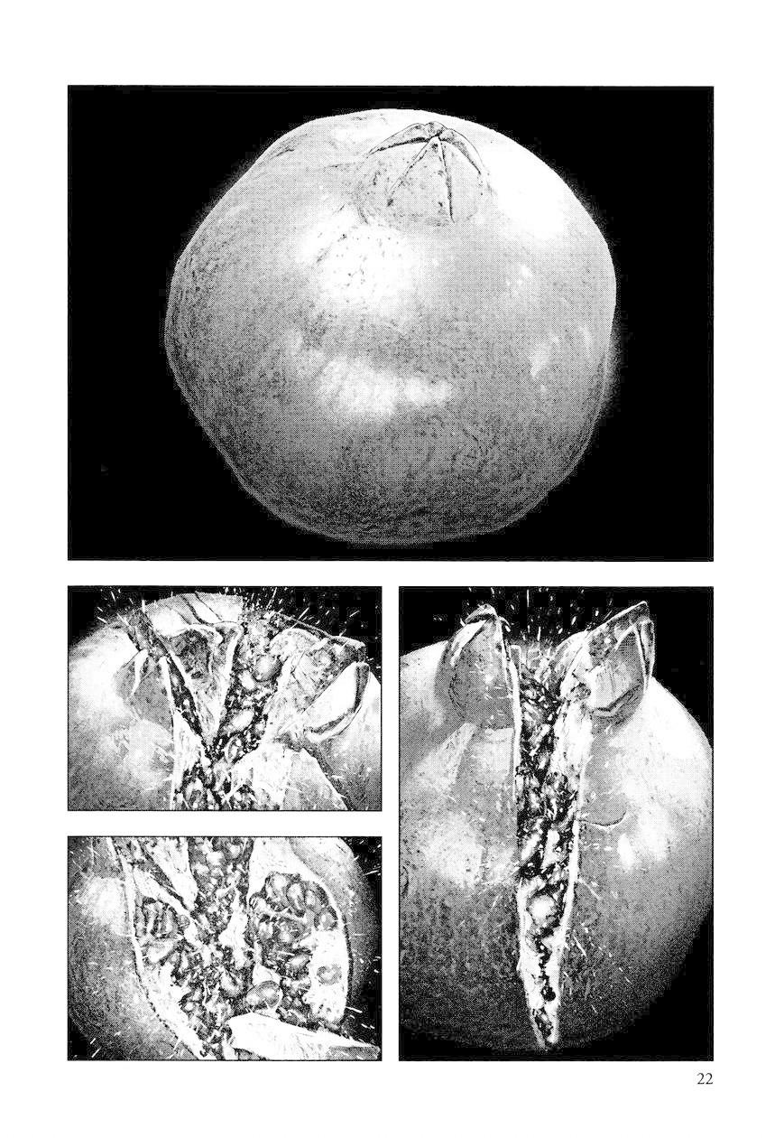 innocent chapter 9 23