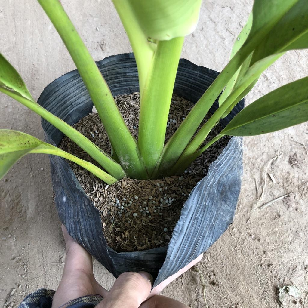 Cây chuối rẻ quạt, chiều cao 40cm lá to đẹp rễ to gốc chắc khỏe sức sống mãnh liệt thích hợp trang trí cảnh quan