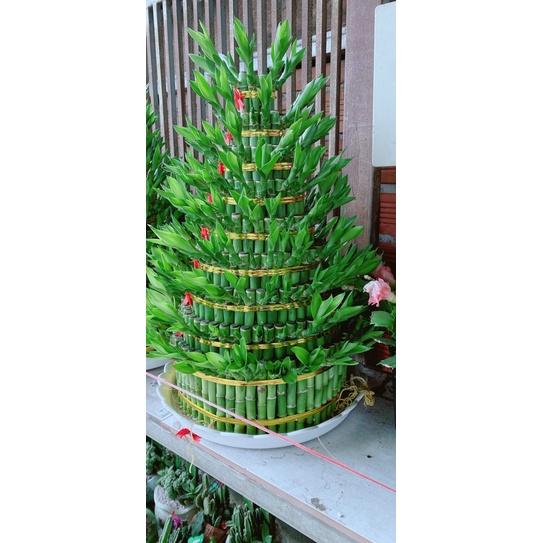 Trúc Phát Tài 9 Tầng