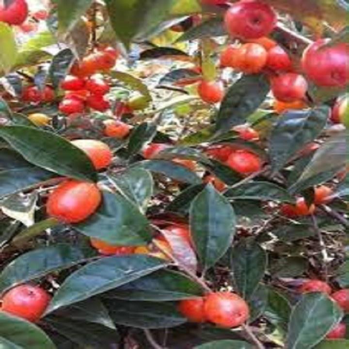 CÂY GIỐNG NHÓT NGỌT SIÊU QUẢ