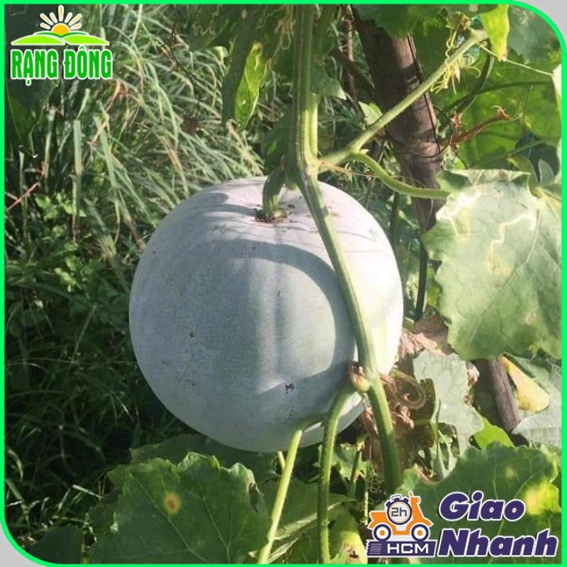 Hạt giống Bí Đao Trái Tròn - Hạt giống Rạng Đông