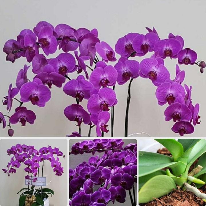 Hạt giống hoa Lan Hồ điệp nhiều màu, hạt giống phong lan tỷ lệ nảy mầm cao