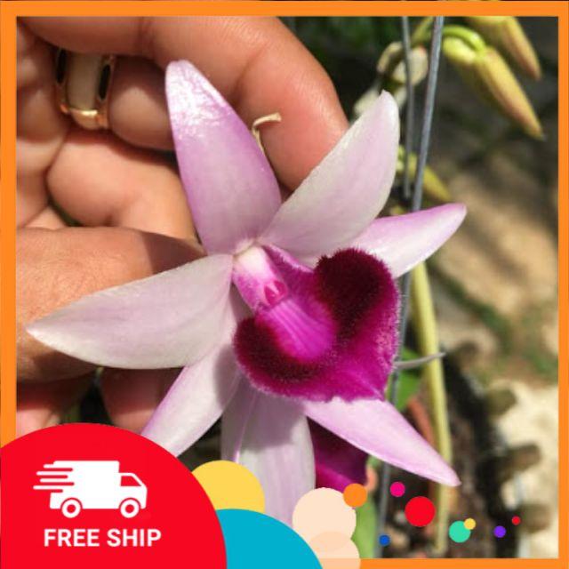 Cây đẹp, Phi điệp Taly xuân giống