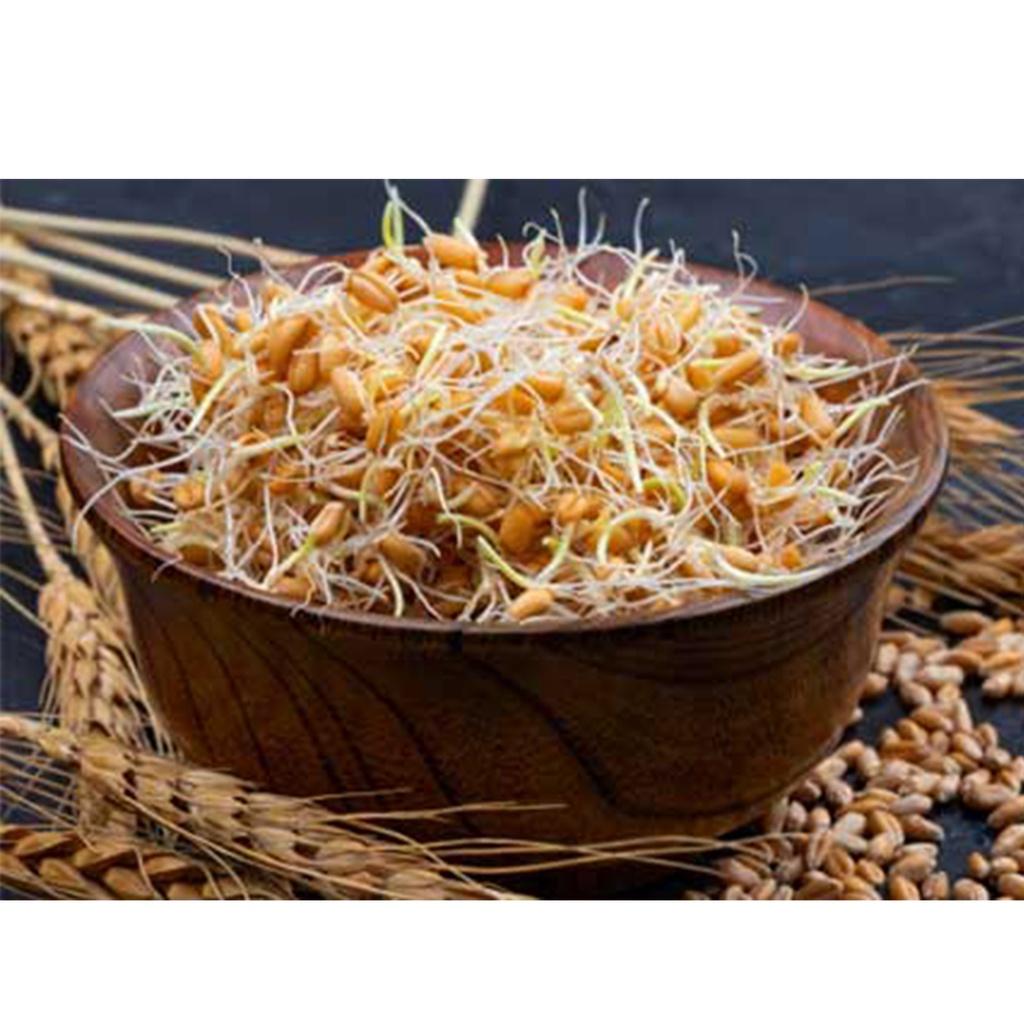 Gói 1kg Hạt giống mầm lúa mỳ , mầm lúa mạch giàu dinh dưỡng giúp giảm stress, giảm cân, tăng sức đề kháng