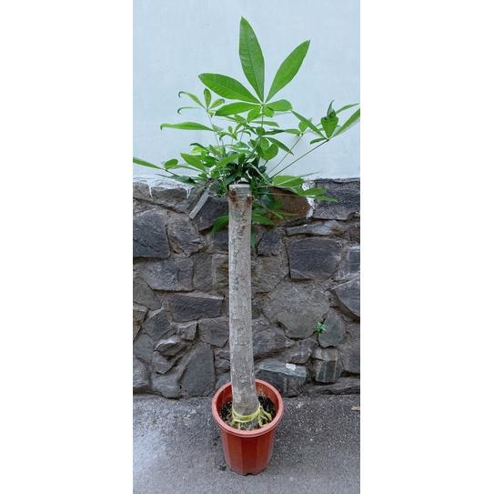 Kim Ngân 1 Thân Lớn