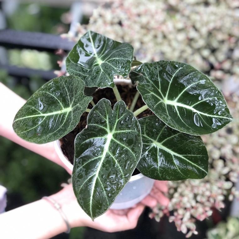 Cây Môn Nhung Đen để bàn - Cây Alocasia Black Velvet