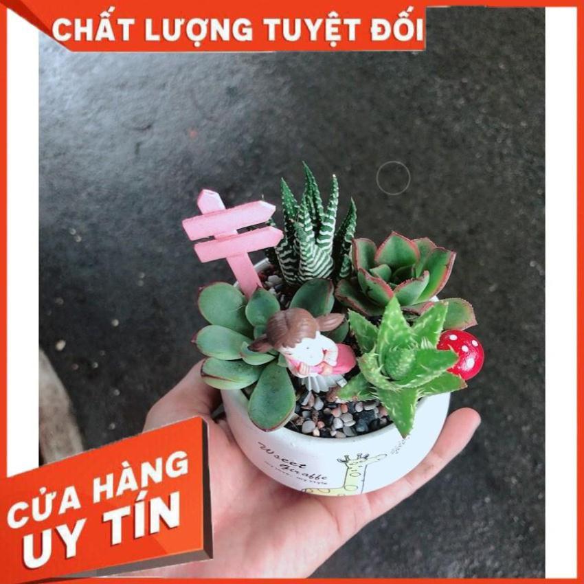 Chậu sen đá tiểu cảnh 13