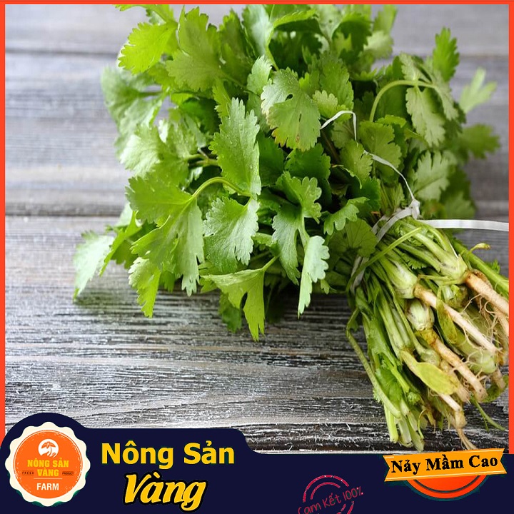 Hạt giống Rau Ngò Ta - Nông Sản Vàng
