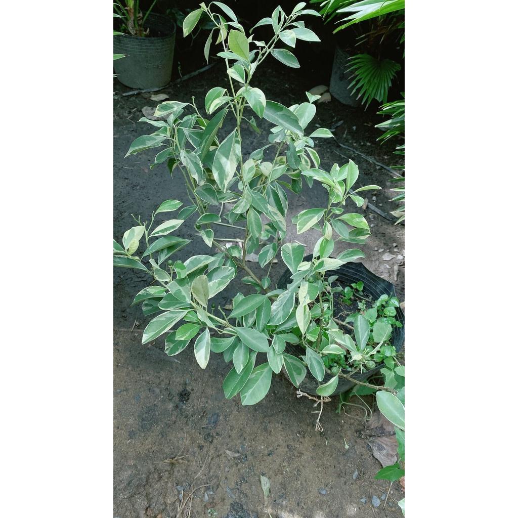 Cây Tắc Cẩm Thạch