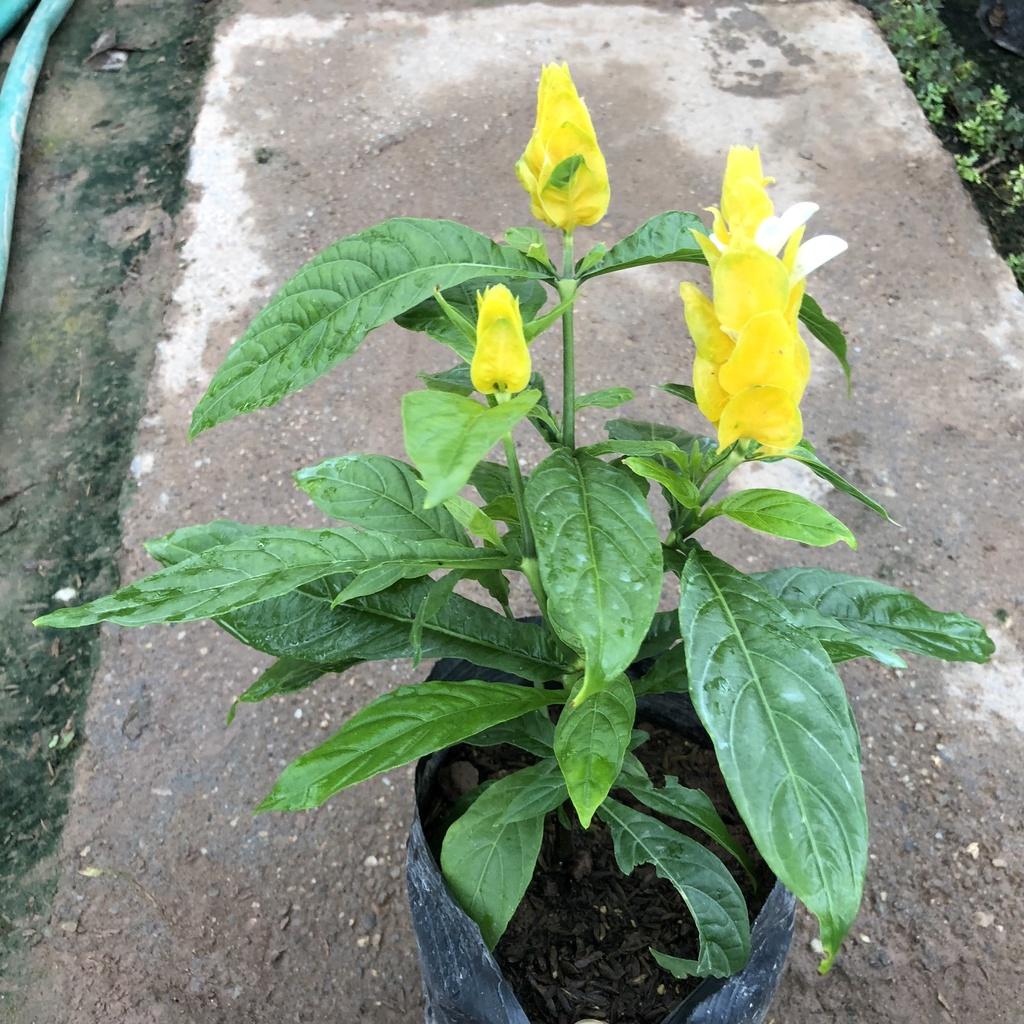 Cây hoa rồng vàng nhả ngọc, chiều cao 20cm hoa vàng bắt mắt lá sum suê sức sống mãnh liệt, thích hợp trang trí cảnh quan
