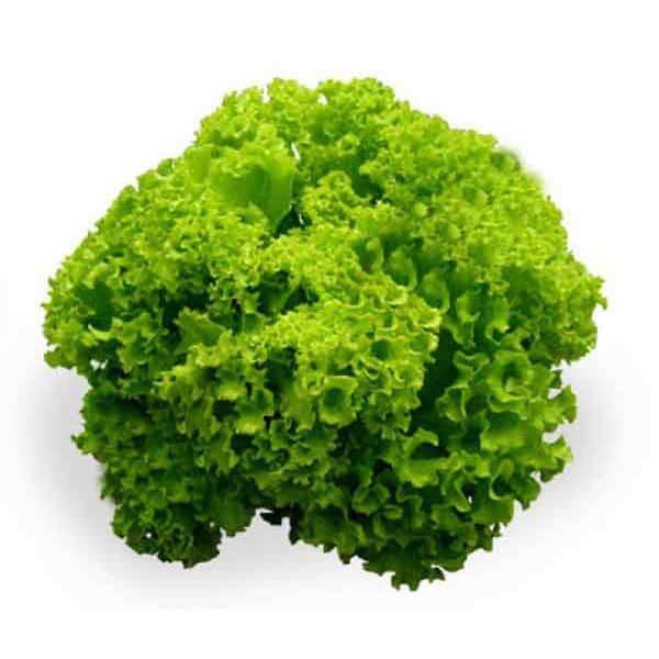 5Gr Hạt Giống Xà Lách Xoan Xanh
