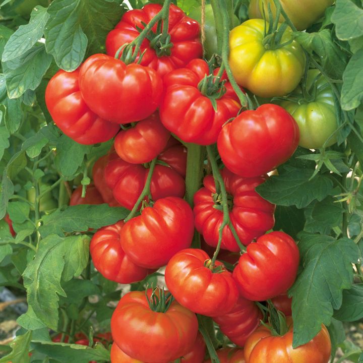 Hạt giống cà chua hoa thị (cà chua bí ngô) F1- năng suất cao dễ trồng, gói 0.1gr khoảng 50 hạt