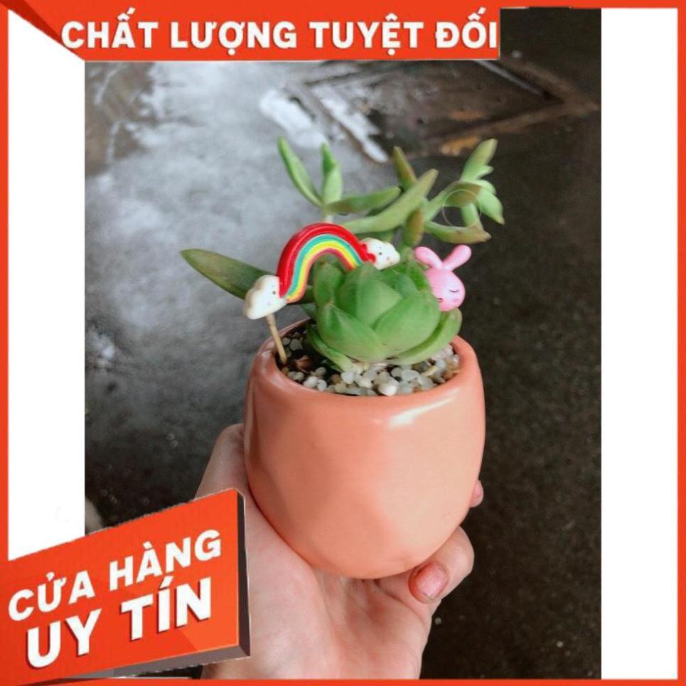 Chậu sen đá tiểu cảnh 5