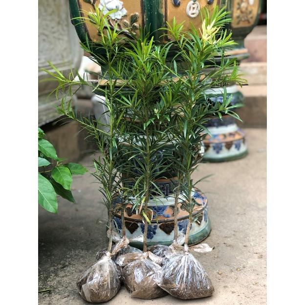 Cây Tùng La Hán giống loài cây mang lại may mắn cho gia chủ