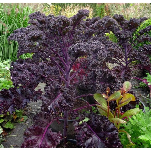 Hạt Giống Cải KALE Tím Lai F1 -