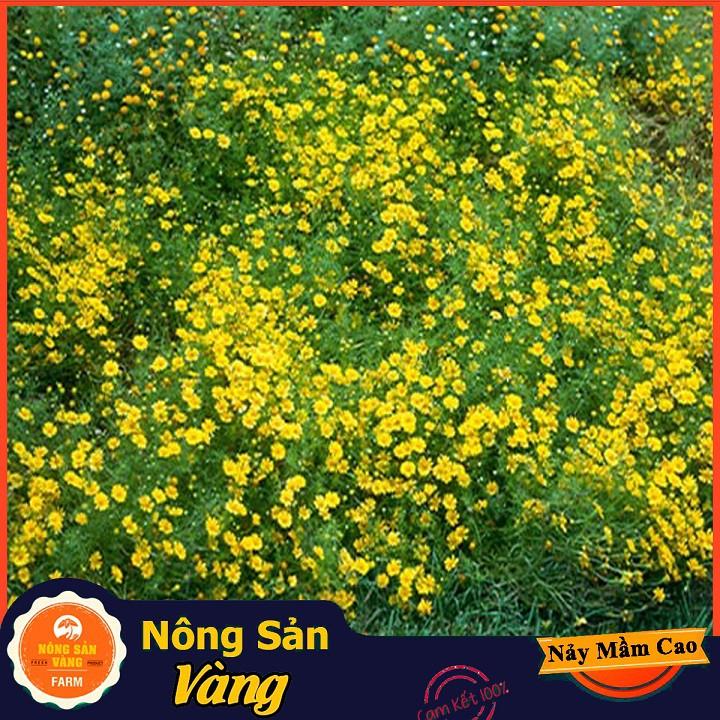Hạt giống Hoa Cúc Sao Băng Vàng