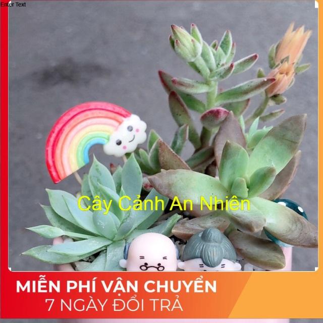 Chậu sen đá tiểu cảnh