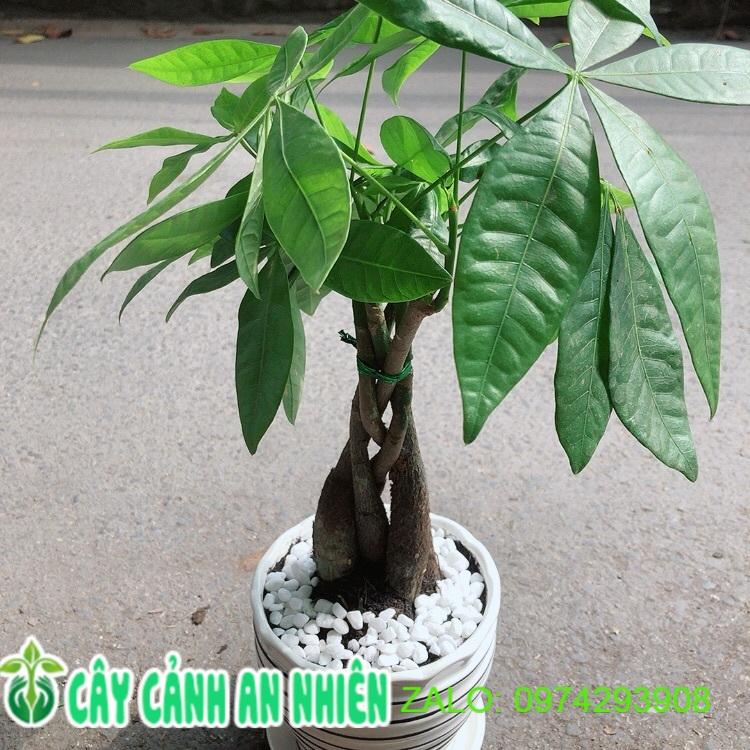 Chậu Cây Kim Ngân Thắt Bính