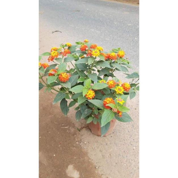 Cây hoa ngũ sắc, siêu hoa, như hình