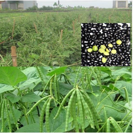 Hạt giống đậu đen xanh lòng - Gói 100gr