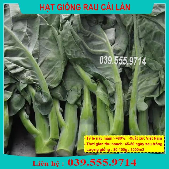 HẠT GIỐNG RAU CẢI LÀN - CẢI THÂN MẬP