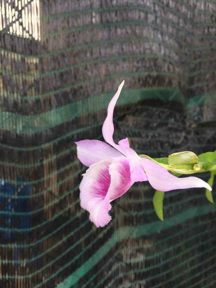 Phong lan giả hạc mắt xước