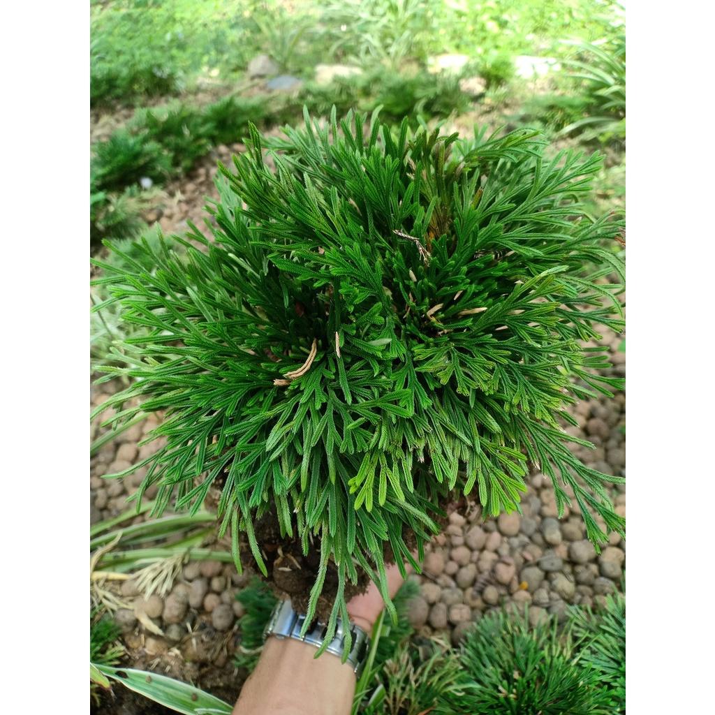 Cây trường sinh thảo