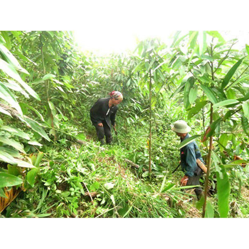 Cây quế giống (cây khỏe siêu đẹp)