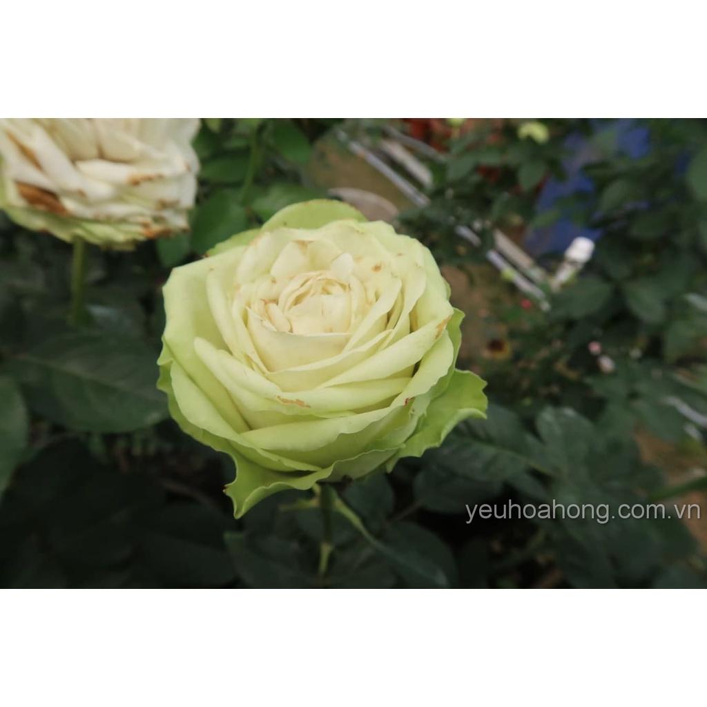 Cây hoa hồng ngoại Green Romantica (bụi bông to xanh bơ cực đẹp