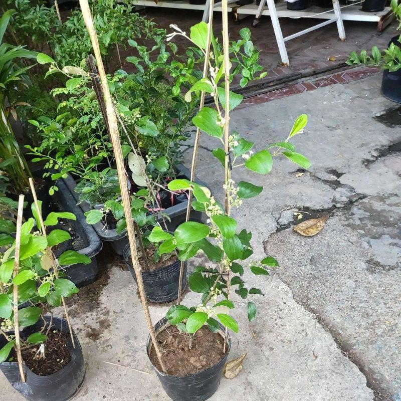 Cây táo xanh đang hoa cao 70cm