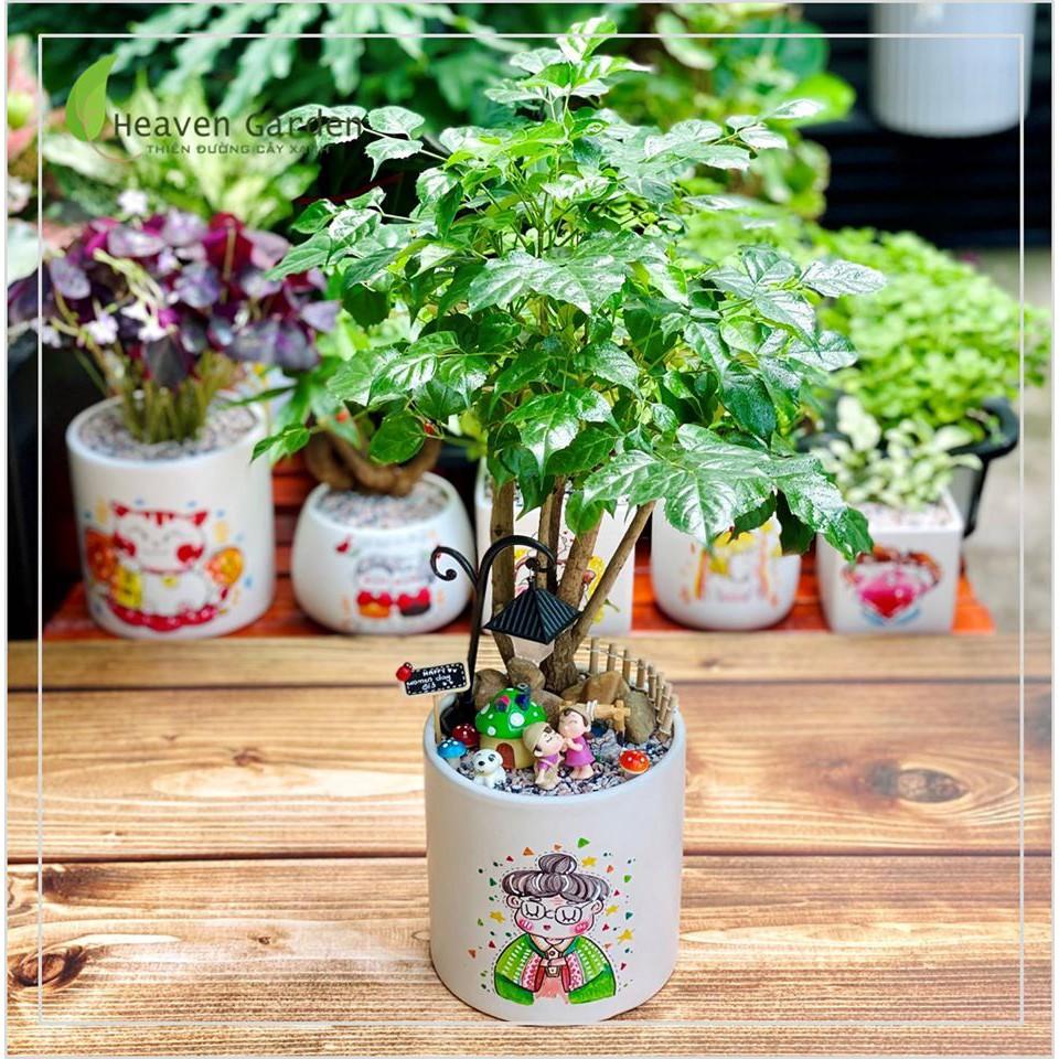 CÂY HẠNH PHÚC KÈM CHẬU VẼ TIỂU CẢNH